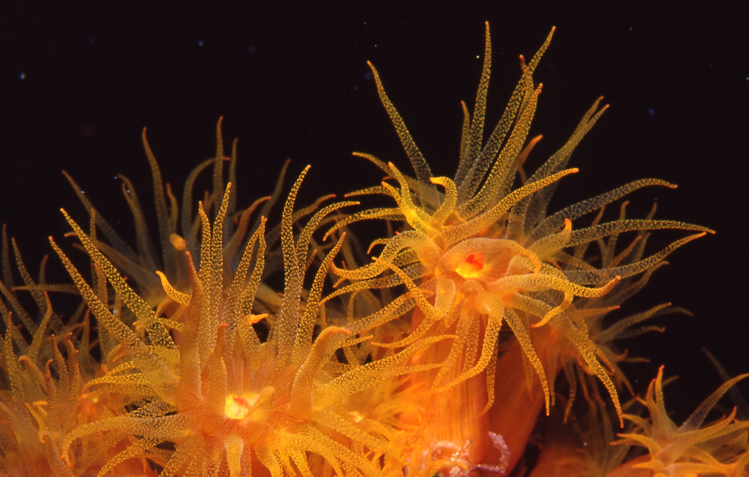 Roatan   Orange Cup Coral Flowers